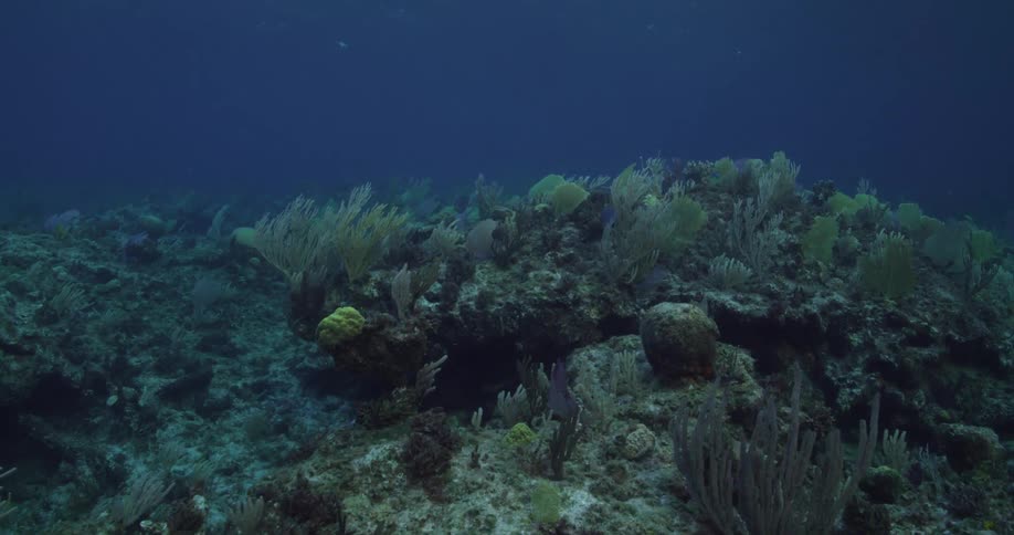 Underwater footage of algae and sponges on a cora reef on the blue ocean water