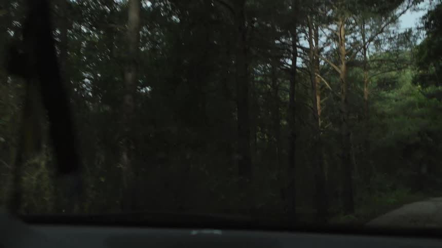 A view driving through a forest