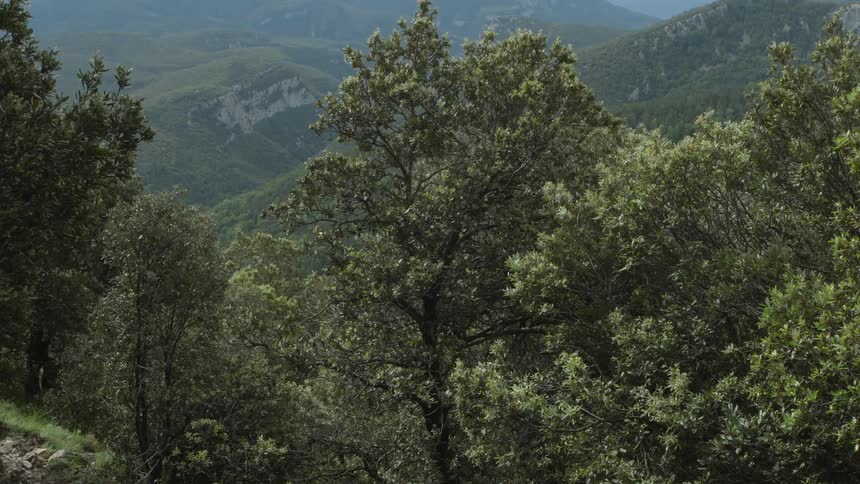 A tall green tree stands amidst a dense forest located along a hilly terrain