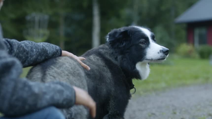 Someone is kneeling down petting a black and white dog with a house in the distance