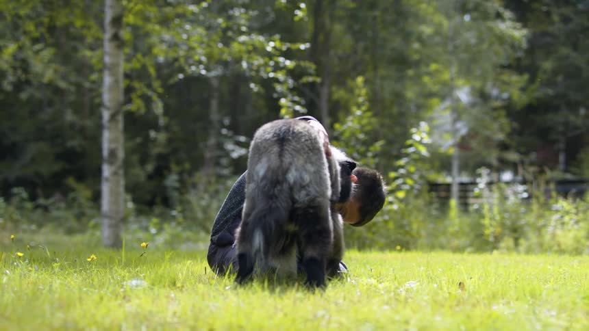 Boy kneels on lawn calling dog then petting the animal