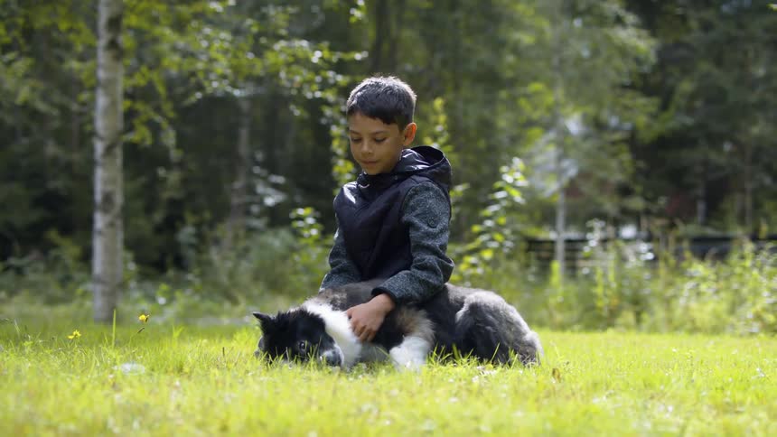 Boy hugs and pets black and white dog on lawn