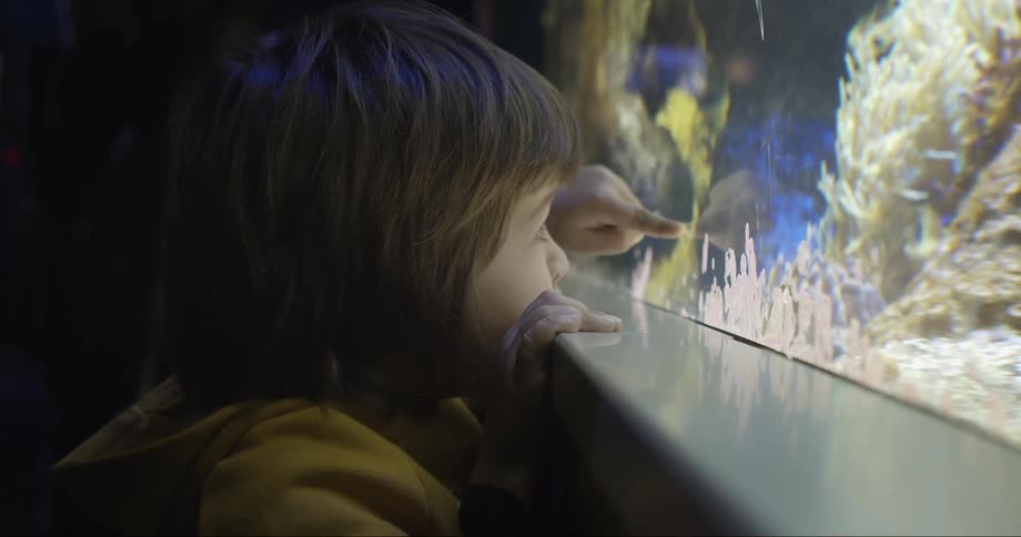 A child runs their finger along the glass of a large fish tank in a dark room