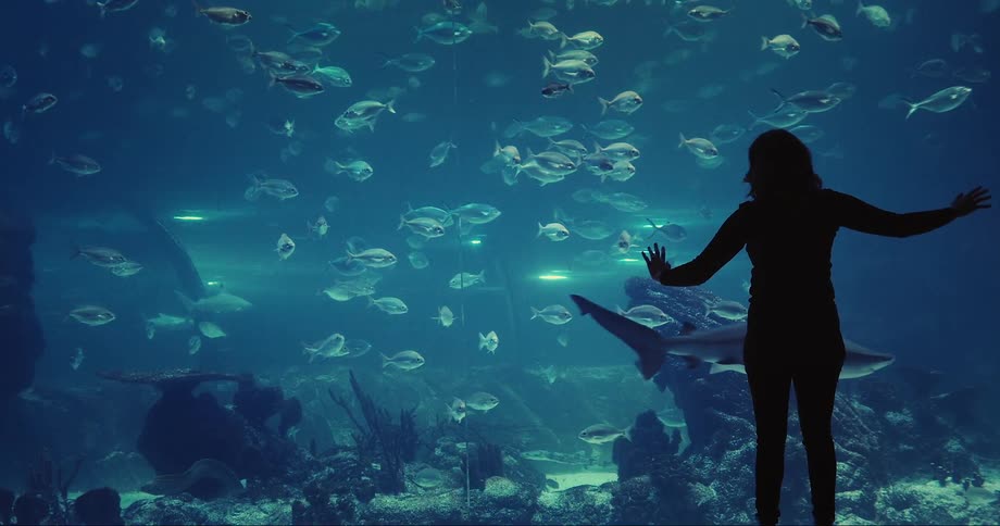 Silhouette of a woman in front of a giant aquarium looking at the fishes