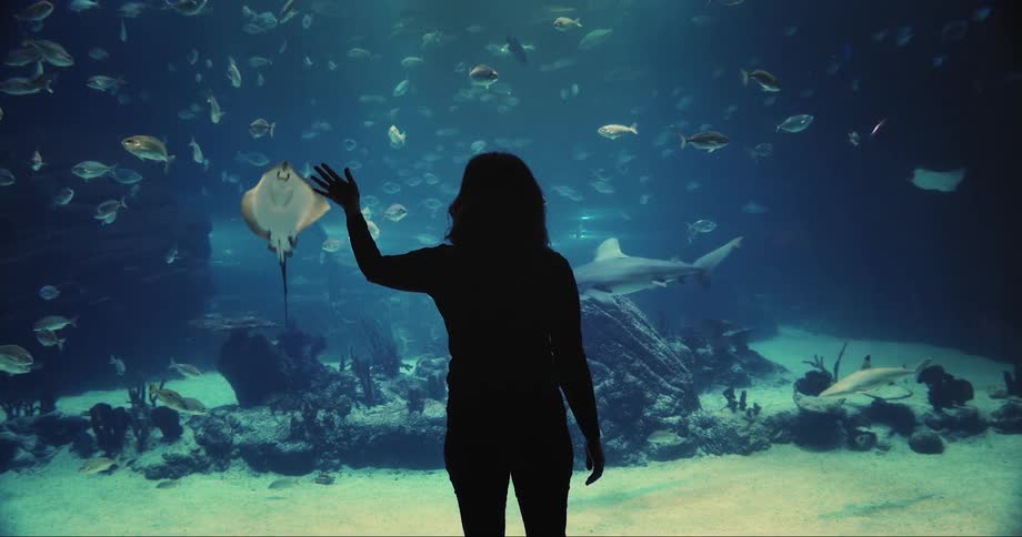 Woman with wavy hair touches aquarium glass and is silhouetted against the water light