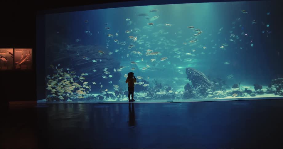 Child standing by aquarium watching swimming fish is cast into silhouette by light from aquarium