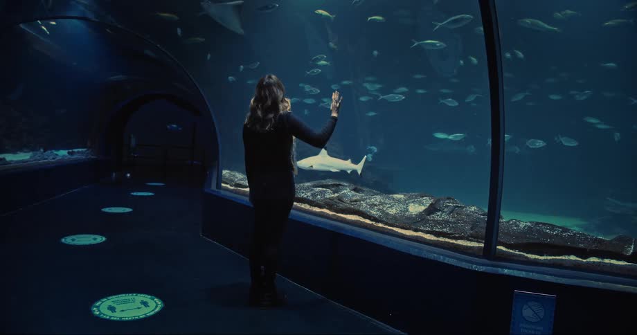 Woman reach up and touches glass as shark swim by past other fish