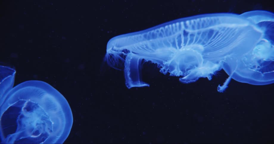 Jellyfish are swimming in the dark water