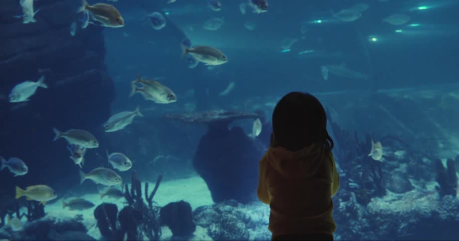 A child standing with their hands against the glass of a large fish tank watches fish in an aquarium