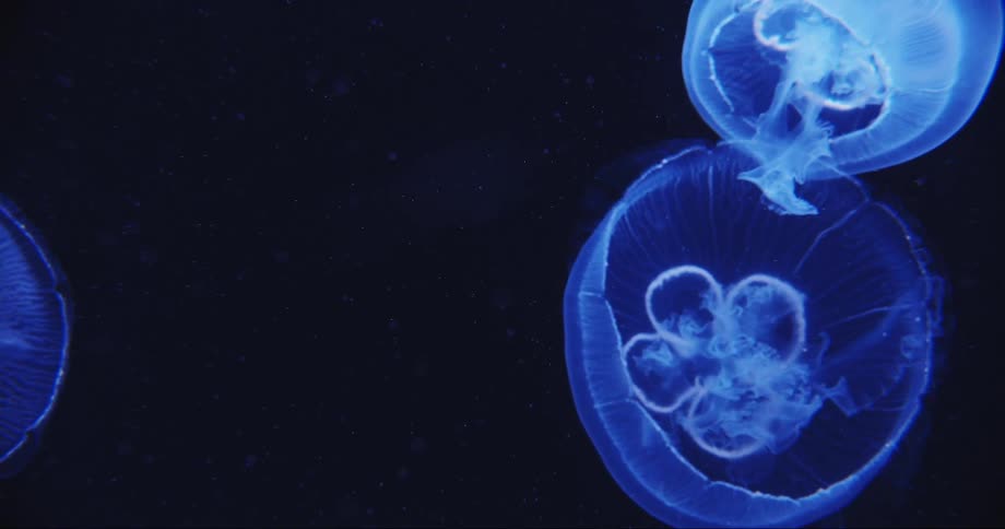 A view of jellyfish swimming in the ocean