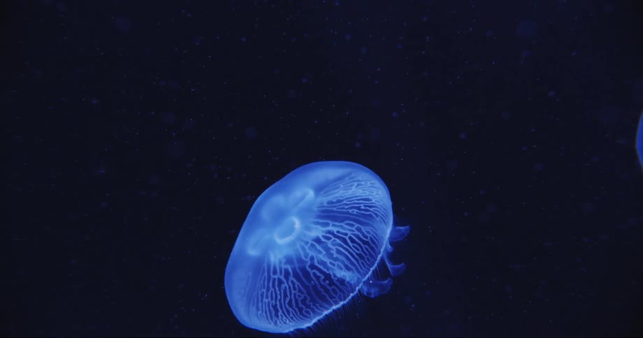 Blue jellyyfish swimming underwater