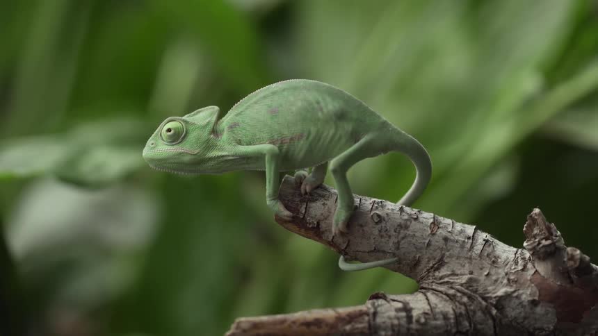 An iguana perches on the end of a branch