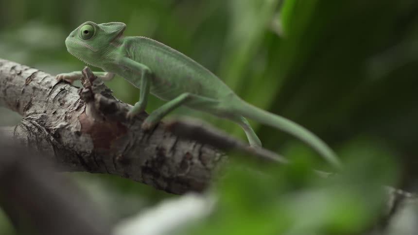 An iguana walks across a branch in the forest