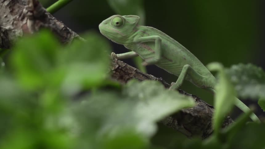 Chameleon climbs tree branch slowly