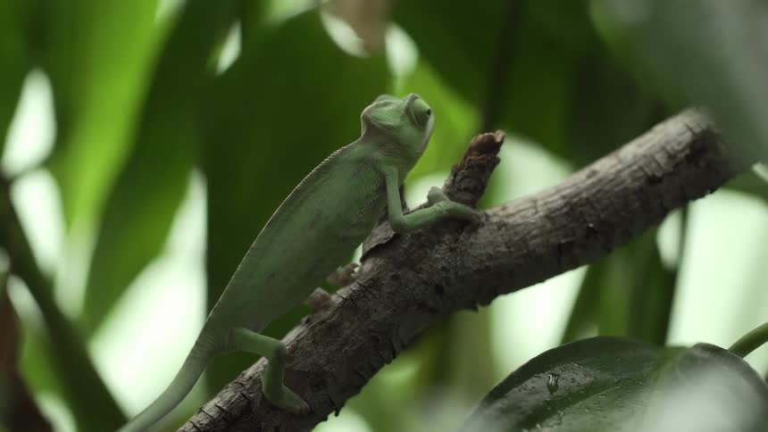 A green chameleon lizard climbs a branch surrounded by green leaves
