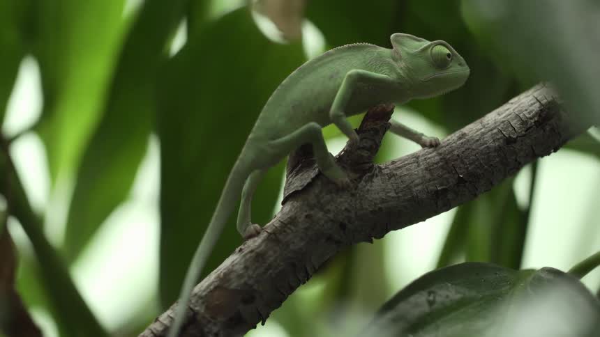 Chameleon walks slowly along tree branch moving over remains of two broken off smaller branches