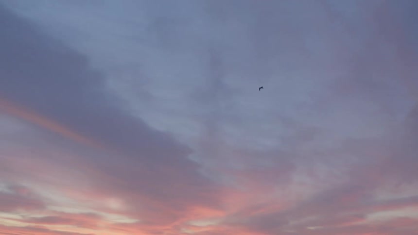 Bird flies across sky near shore with red sky over horizon