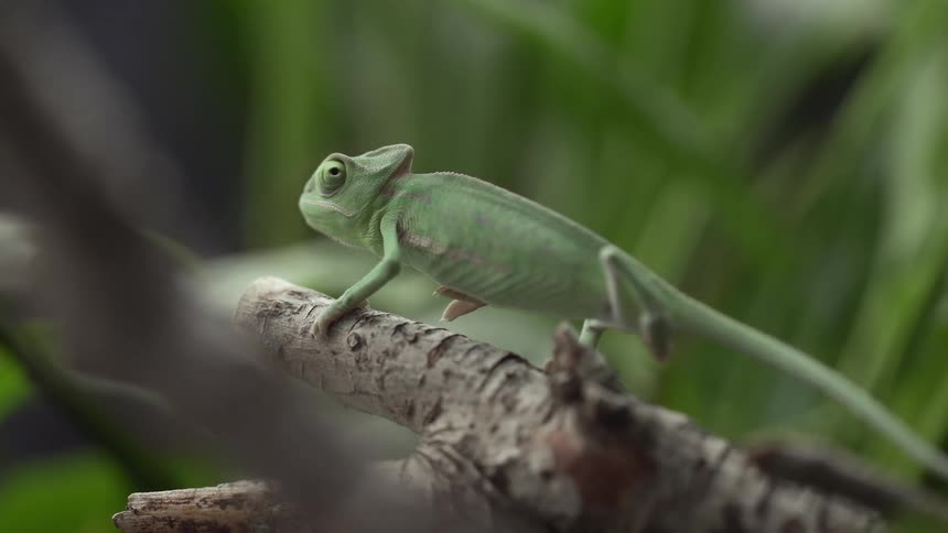 A chameleon on a branch with plants in the background