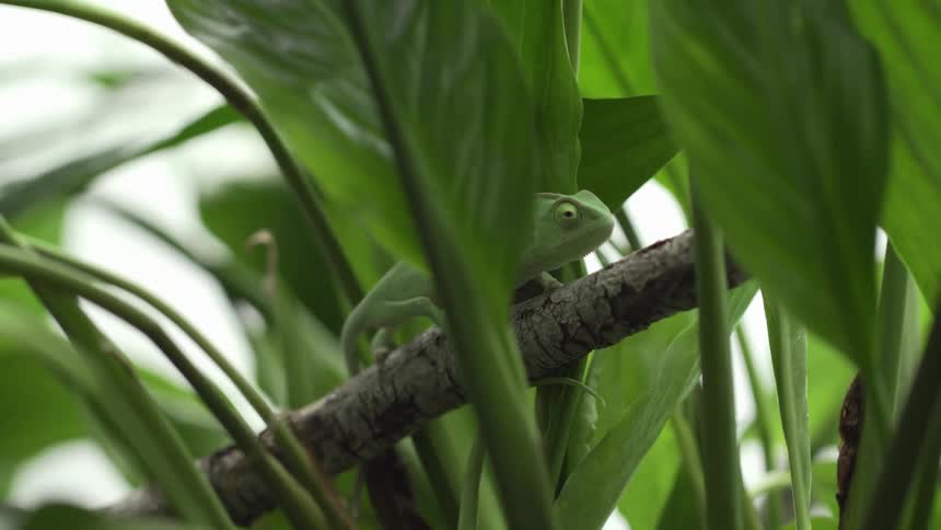 An iguana walking around outdoors on branches