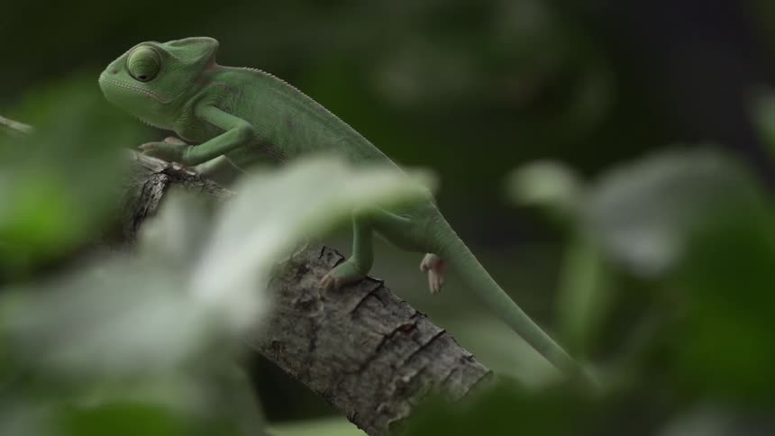A chameleon on a branch with plants in the background