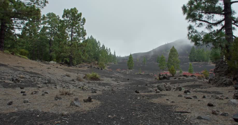 Trees and rocky terrain in a foggy desolate wilderness area