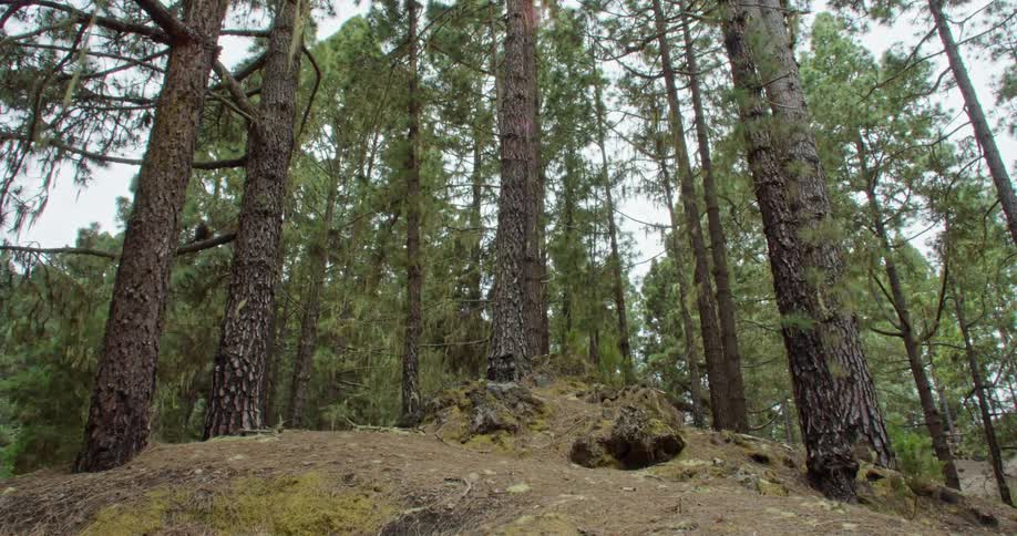 A dense forest is on the top of some mountains
