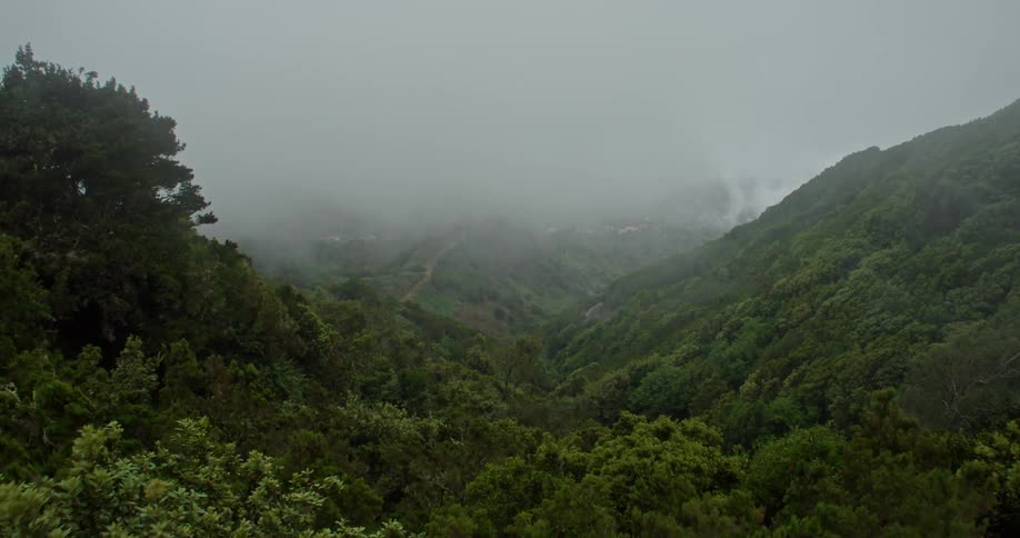 Wind is moving the trees in a mountain forest covered in fog