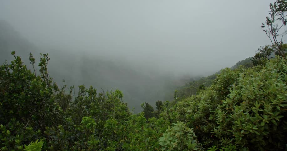 Heavy rain is falling onto a lush green forest