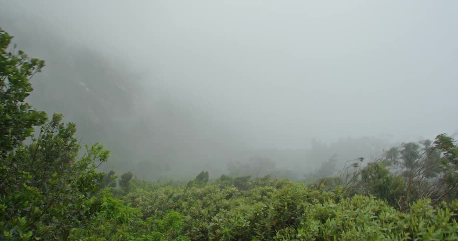 Trees blowing in the wind with mist the sky and clouds in the background