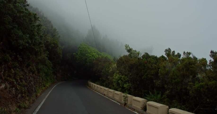 Powerful wind is gusting through trees and fog over a country road