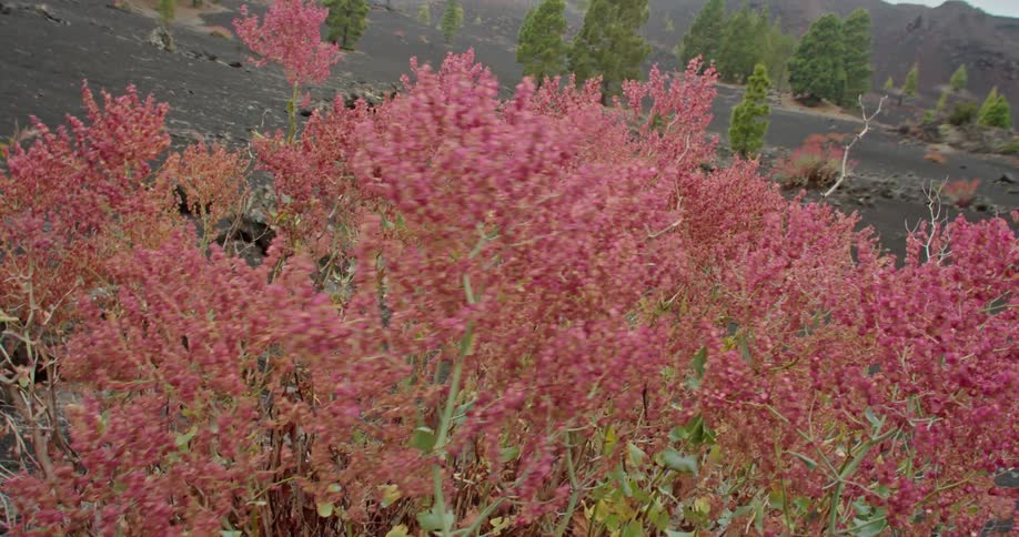 Pink flowering shrubs and trees in the distance