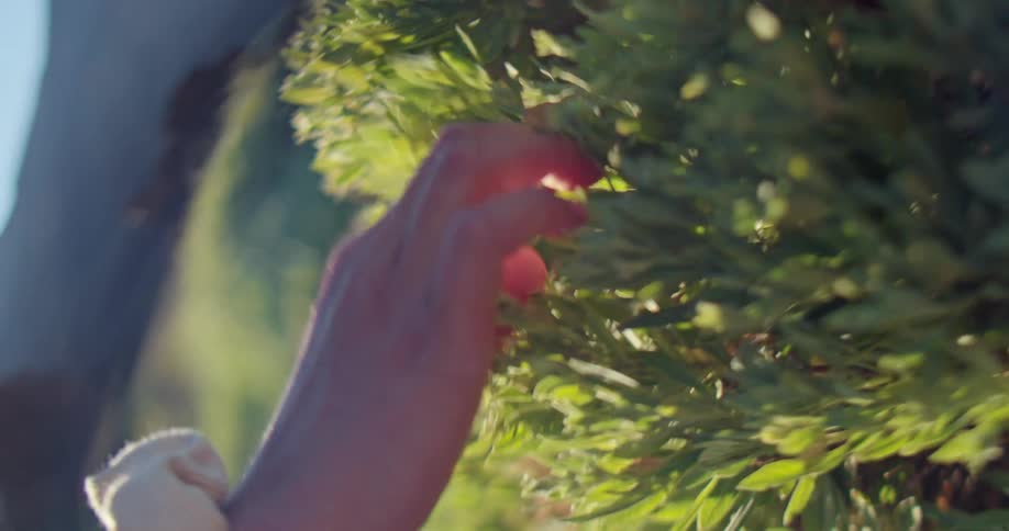 A woman is running her hands over the leaves of a bush