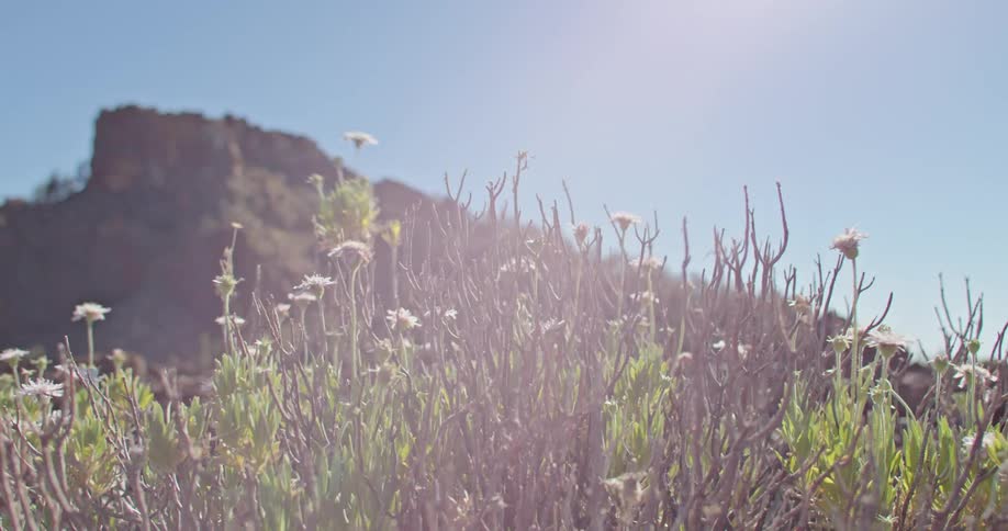 Flowers in bloom in a field in front of a mountain range