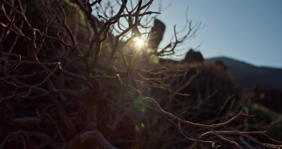 Fallen branches sit along the slope of a hill in a canyon