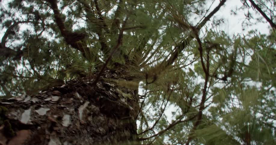 Conifer tree trunk against the sky in the woods