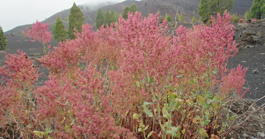 Flowering plant sits in dark soiled field with conifer trees dotting area leading to low mountain
