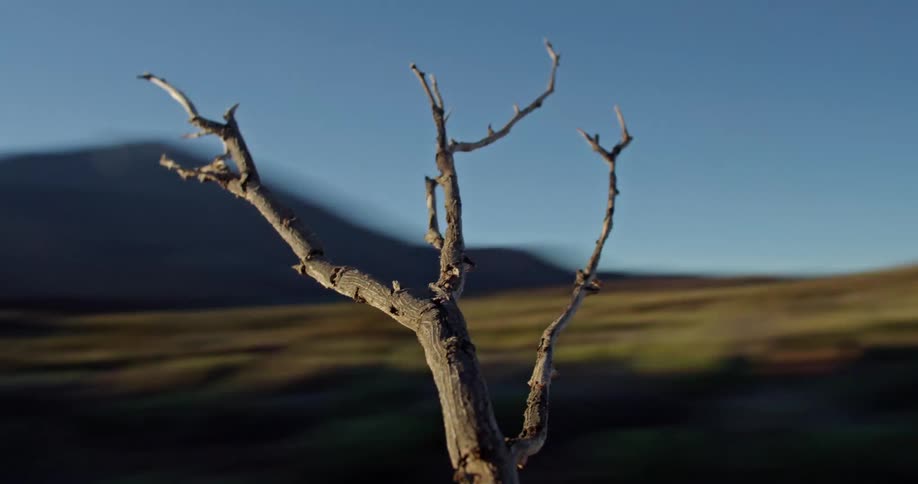 A large forked tree branch spins around the valley of a canyon
