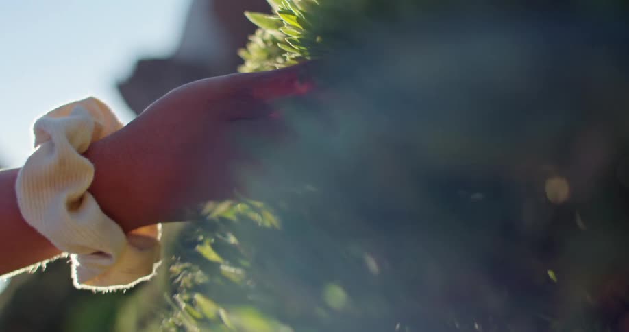 A person touching leaves on a plant