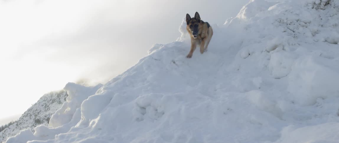 A dog runs down a snow covered hill