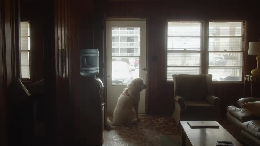 White labrador dog stands in front of the door waiting