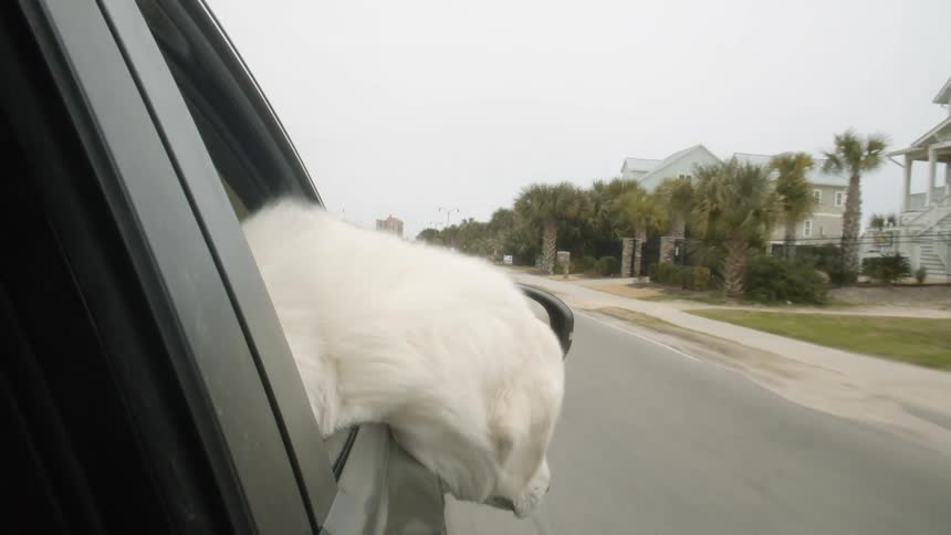 A dog has his head handing out of the window of a car as it drives on a road in a neighborhood