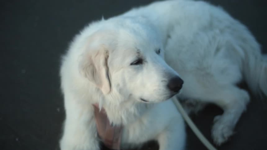 A white labrador retriever sits on the floor with his harness and leash attached