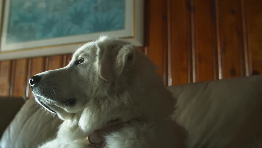 Golden dog sitting on brown sofa looks around and gets up in the living room at home
