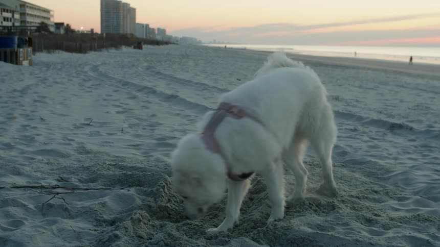 A dog on a beach digging in the sand with buildings the sky and clouds in the background
