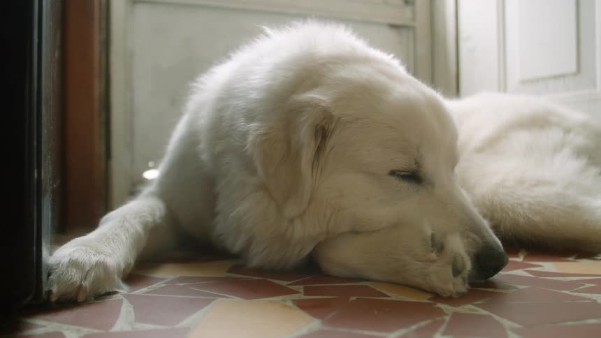 A golden lying on a slate floor with head resting on paw