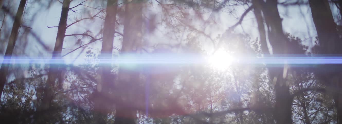 The sun is shining brightly down onto a forest