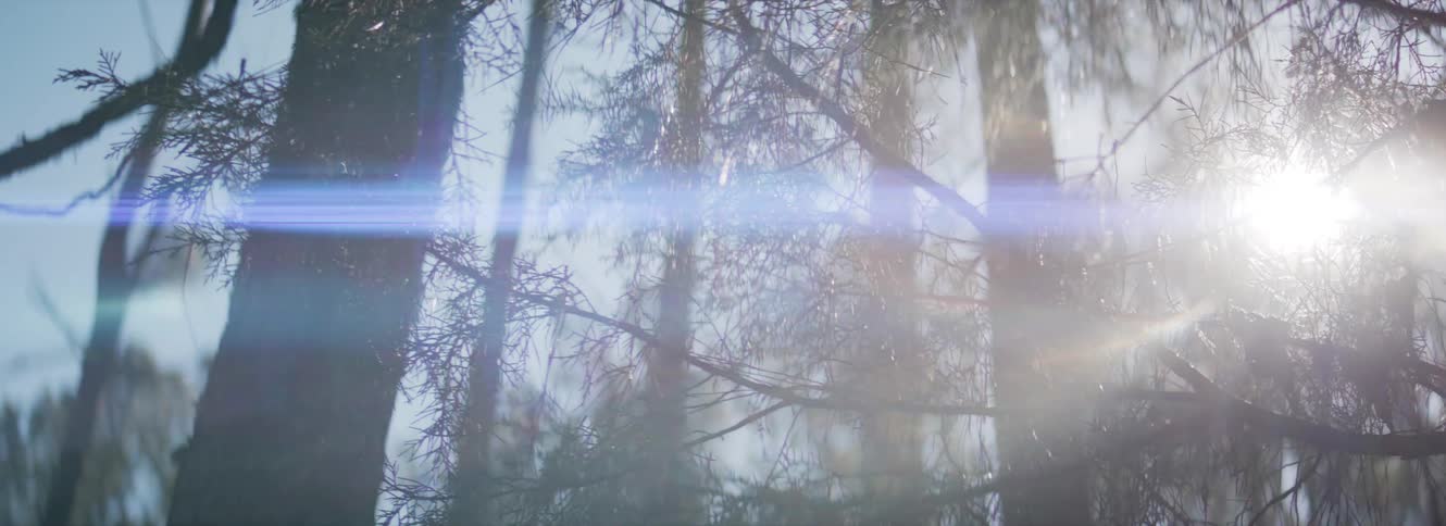 The sun is shining brightly through the trees in a forest