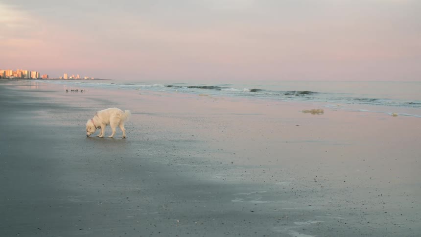 White labrador dog walking on the wet sand in the beach at sunset