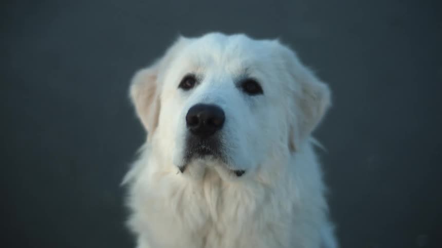 A dog with white fur with a gray background