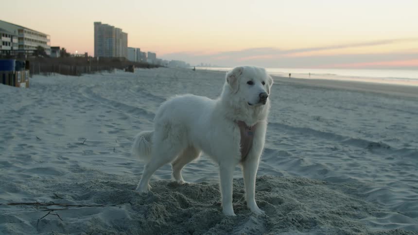 White labrador standing on the sand of a beach looking for someone at sunset